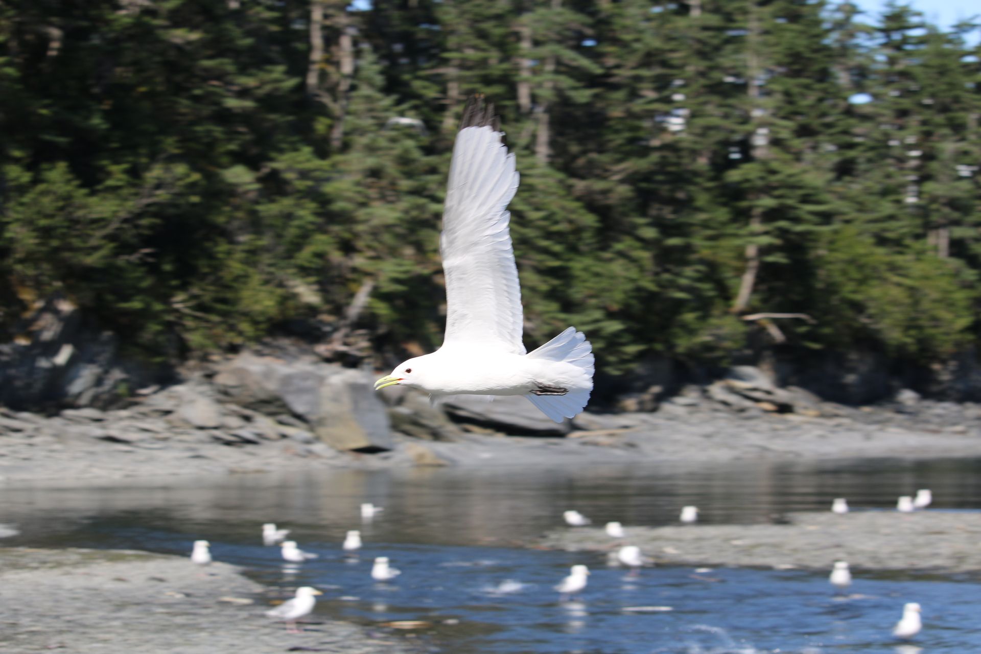 A white bird is flying over a body of water.