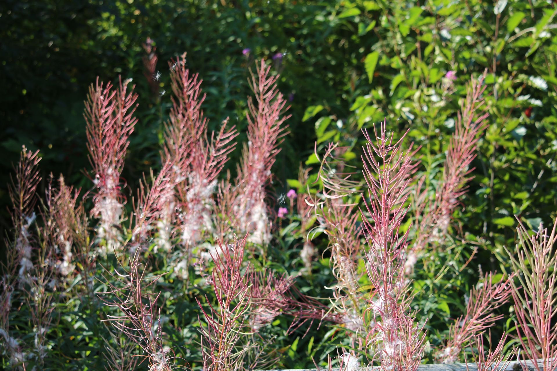 A bunch of pink flowers are growing in a garden.