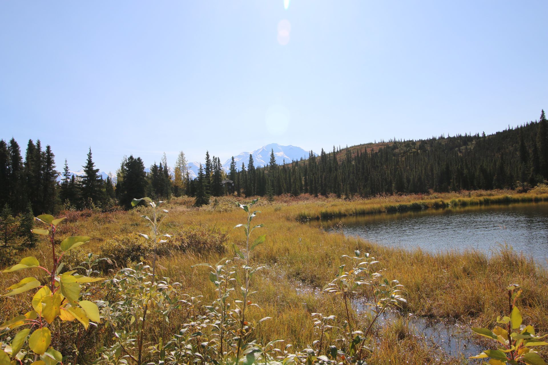 A small lake in the middle of a field with a mountain in the background.