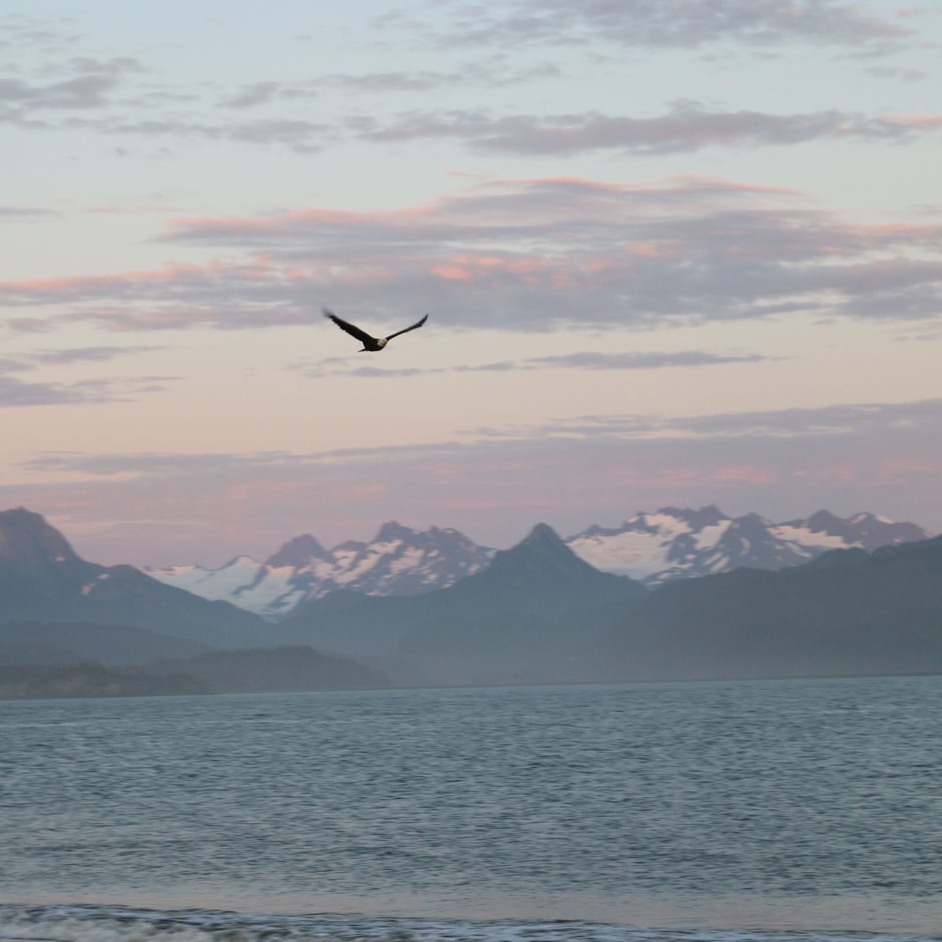 A bird flying over a body of water with mountains in the background