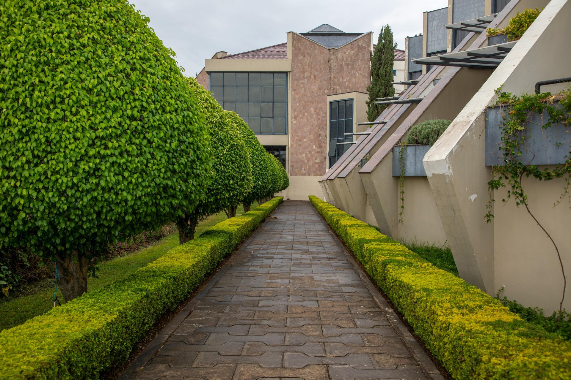 A stone walkway flanked by manicured green hedges leads toward a modern, multi-story building with geometric architecture.