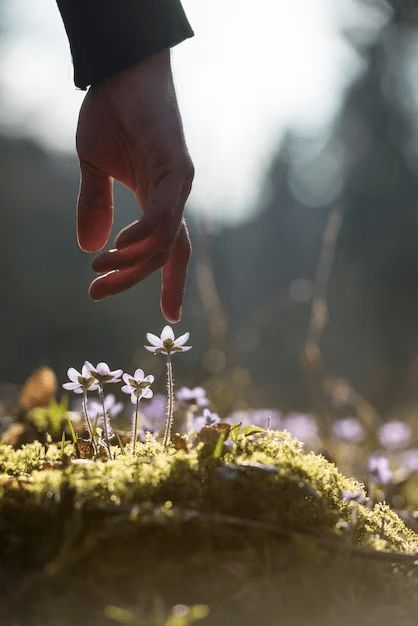 Mano que se extiende hacia un grupo de pequeñas flores blancas que crecen en un suelo musgoso; fondo desenfocado.