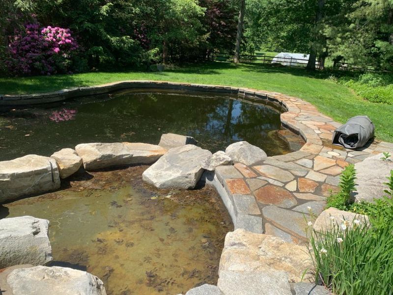 A backyard stone-bordered pond with a shallow section, mossy water, and a paved walkway in a lush green garden setting.