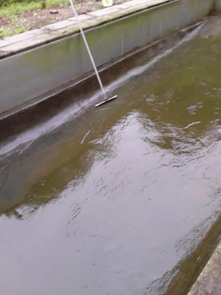 A squeegee cleaning a long, concrete water trough filled with murky, greenish water.