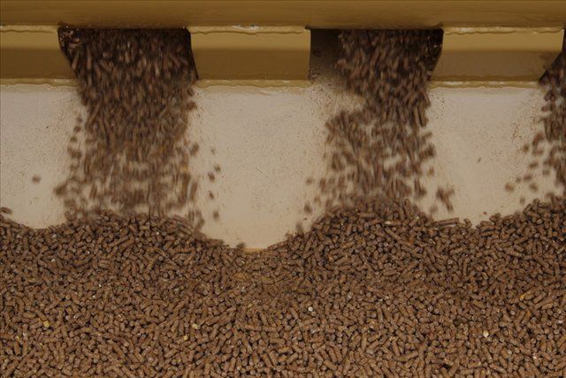 Programmable Feeder — Arlington, TX — Auto Easy Feeder