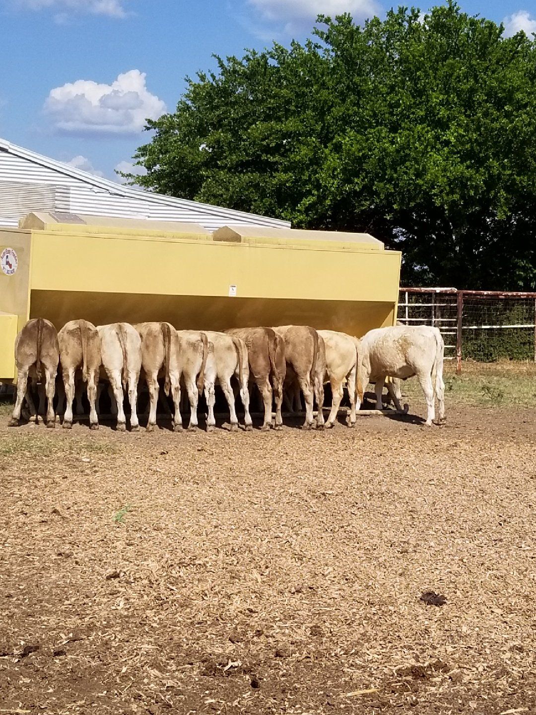 Cattle Feeder Arlington, TX Auto Easy Feeder