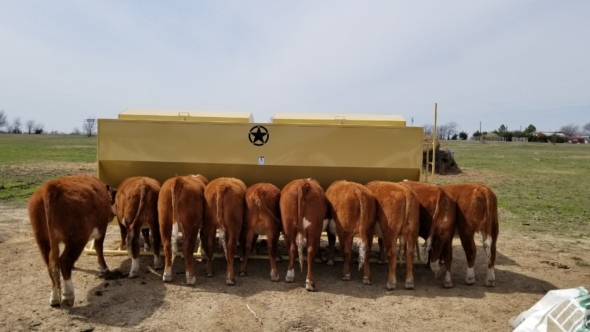 Cattle Feeder Arlington, TX Auto Easy Feeder