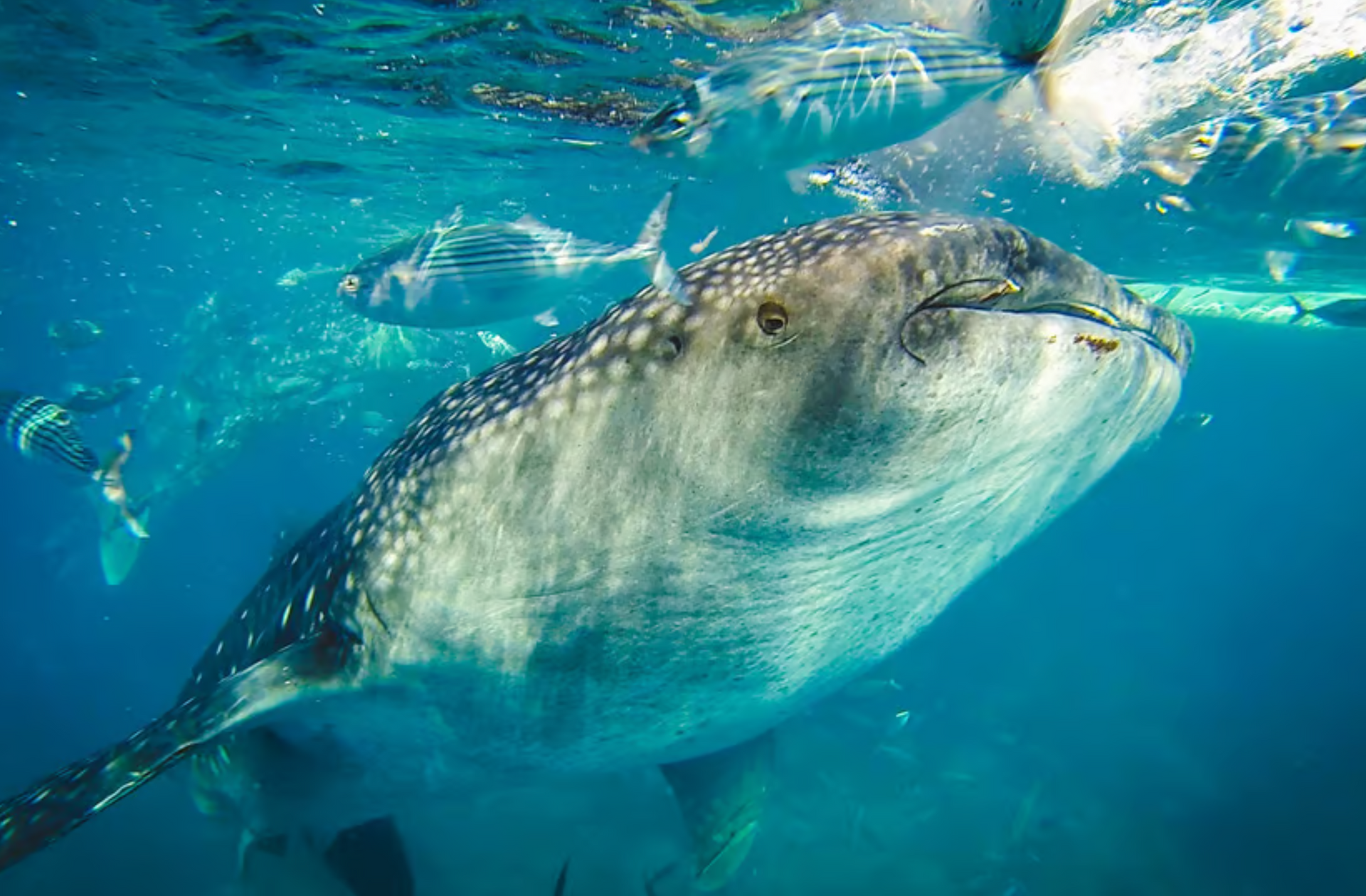 8 Activities You Shouldn't Miss in Bali by The Broker Who Travels