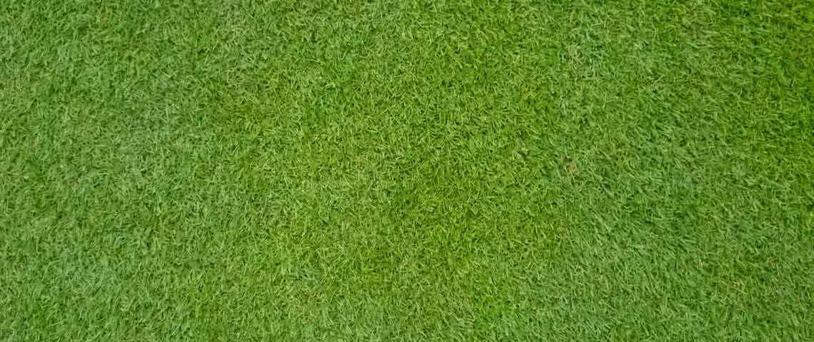 bermuda-grass