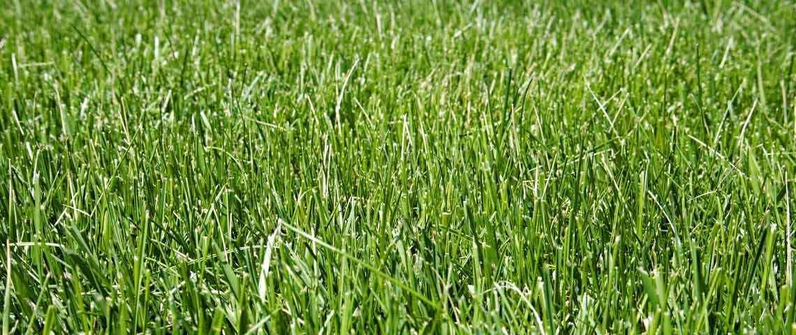 tall-fescue-grass