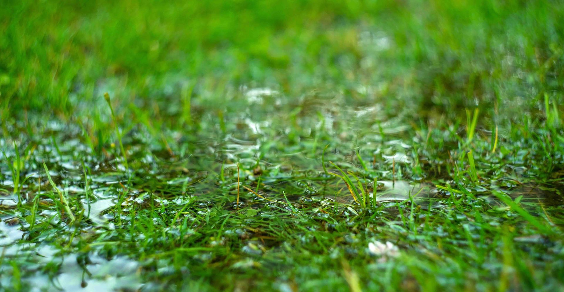 a close up of a puddle of water on a lush green lawn.