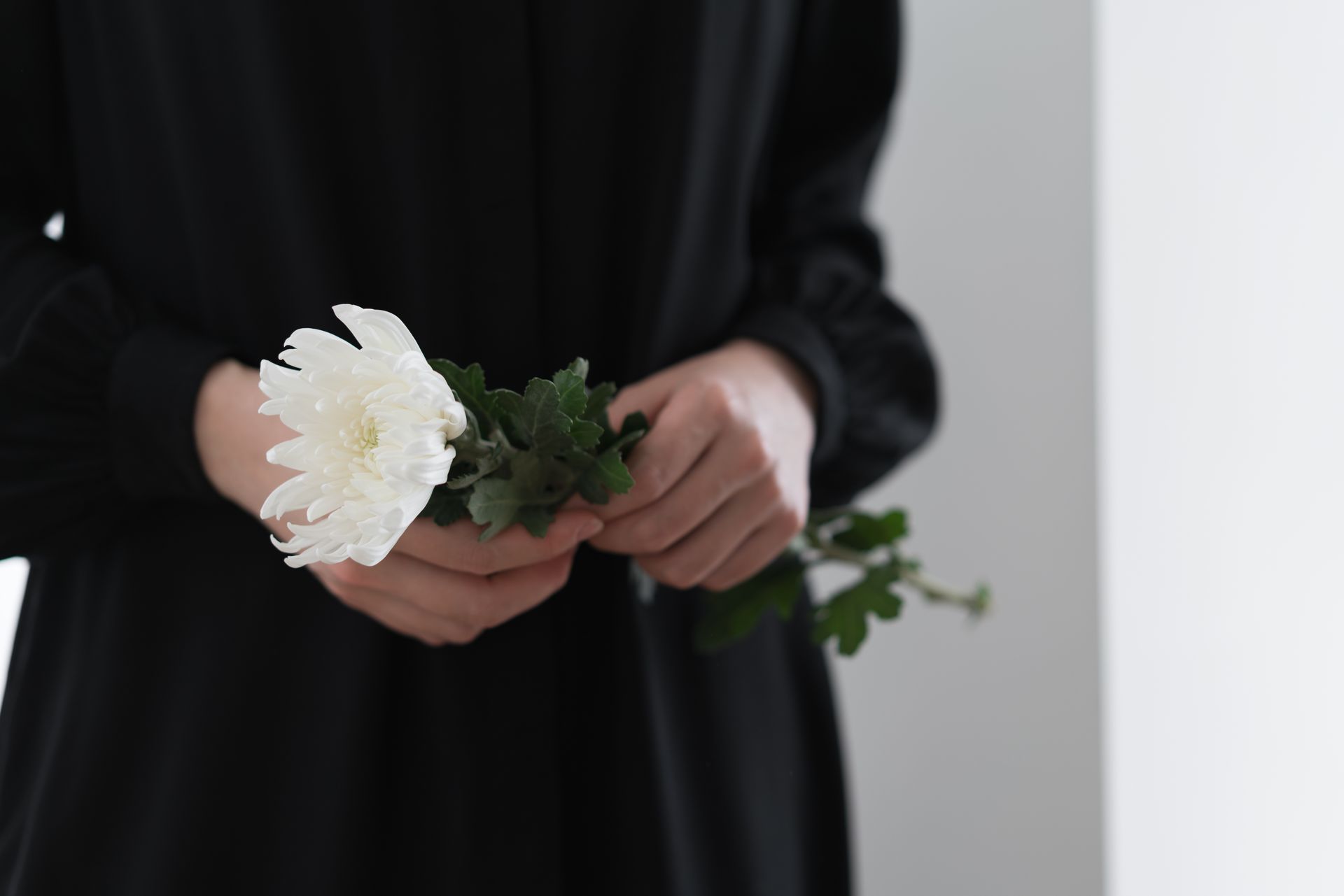 A person in a black garment holds a white chrysanthemum flower against a plain white background.