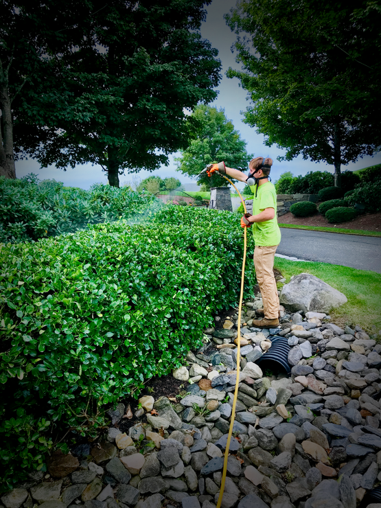 Tree Trimming — Windsor Locks, CT — Evergreen Tree Service