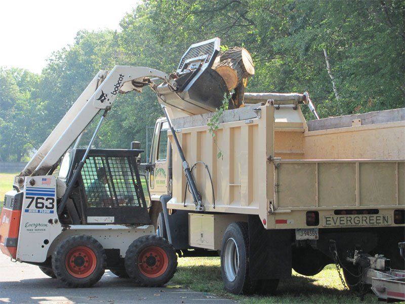 Evergreen Tree Service Windsor Locks Ct All information