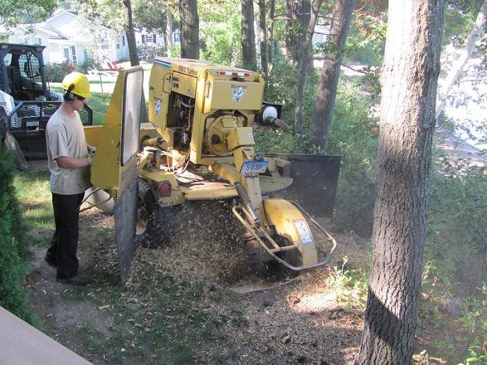 Tree Care | Windsor Locks, CT | Evergreen Tree Service