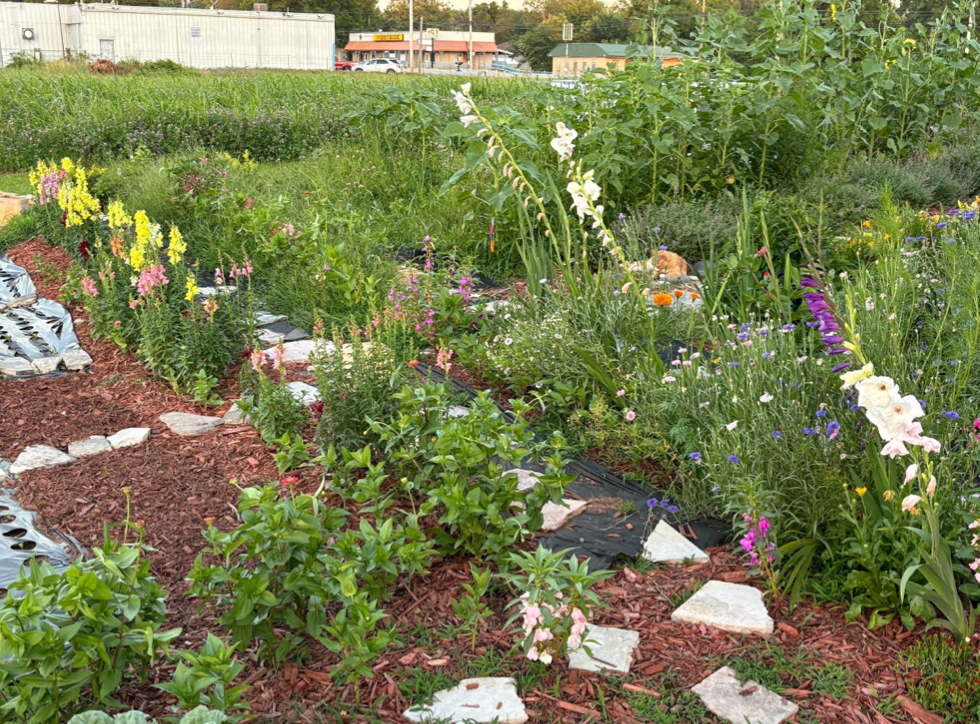 A garden filled with lots of flowers and plants.