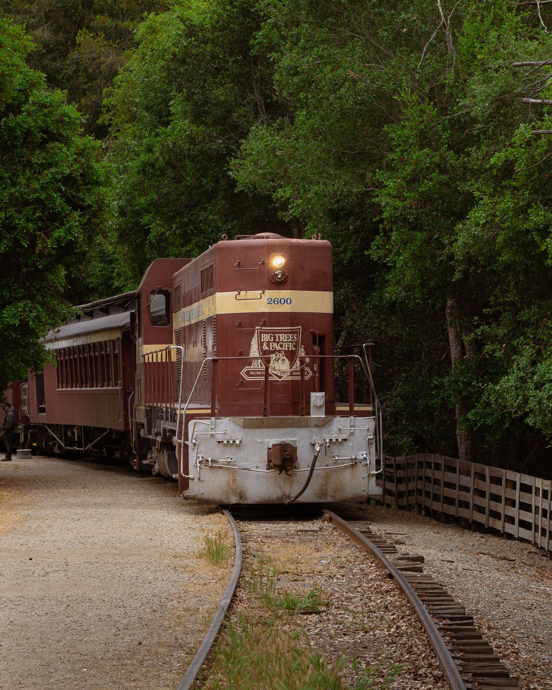 Red diesel passenger train coming towards the camera as it emerges from a redwood forest