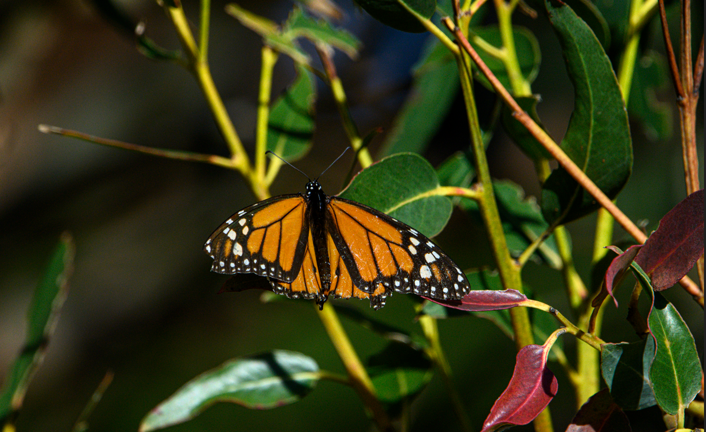 close up of one monarch butterfly resting on a plant