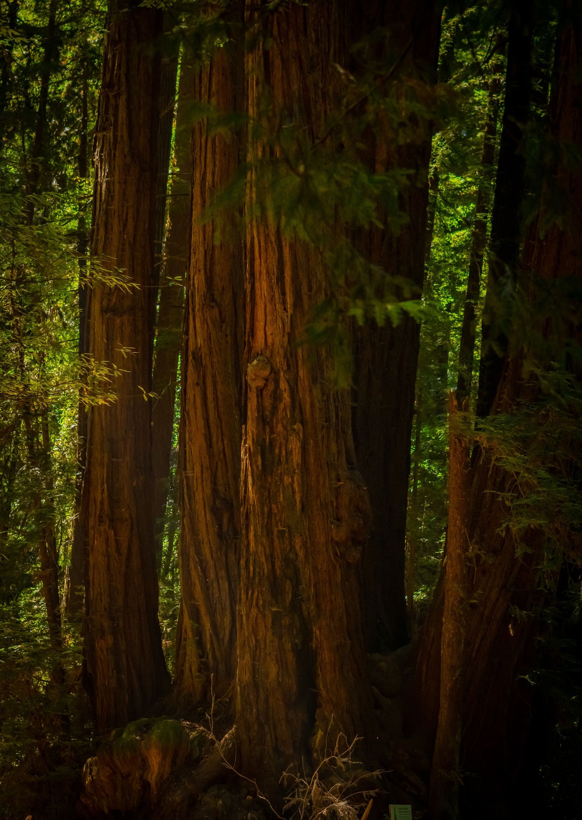 forest of redwood tree trunks