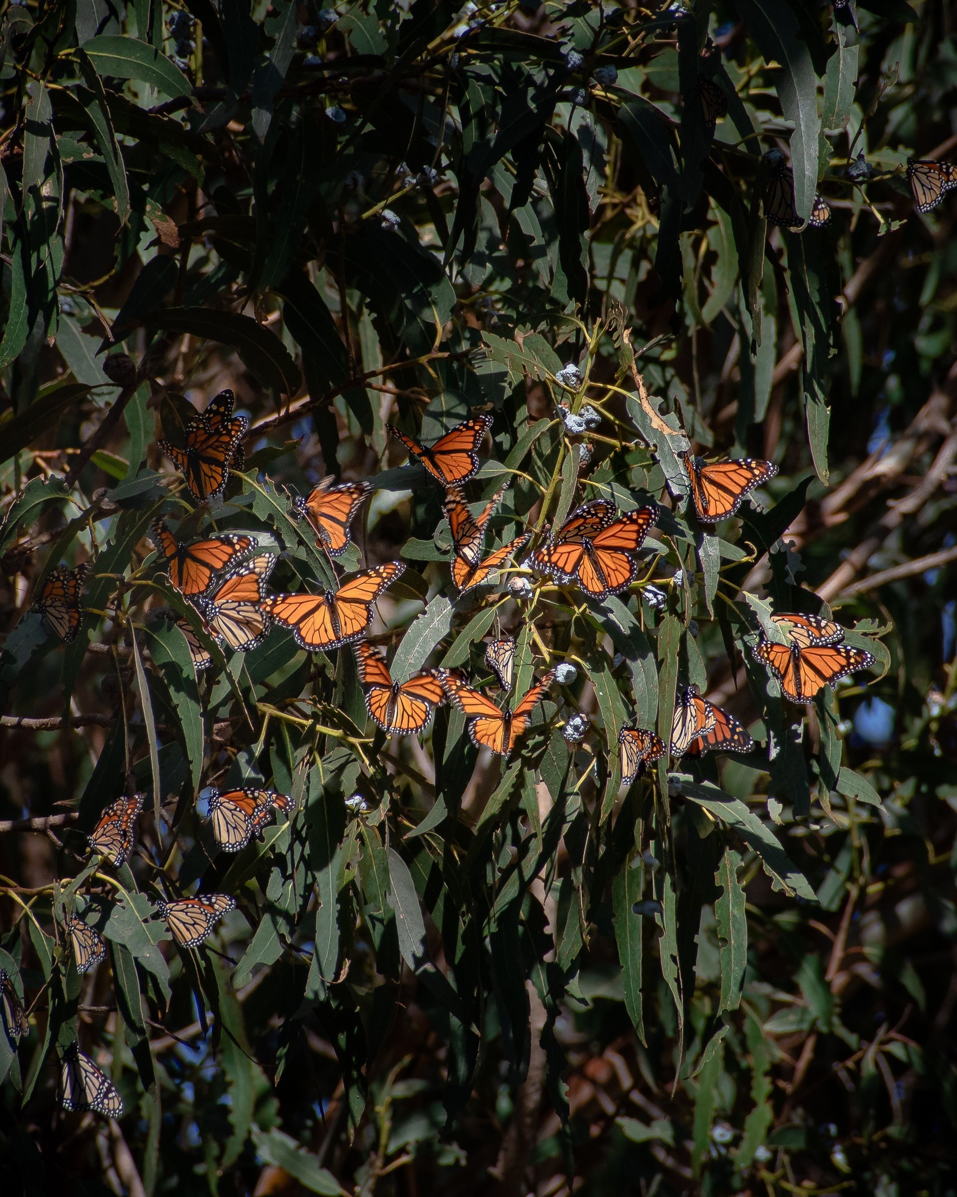 group of monarch butterflies on a plant