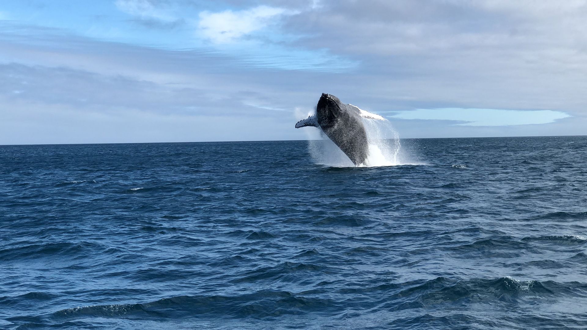 large whale jumping out of the water