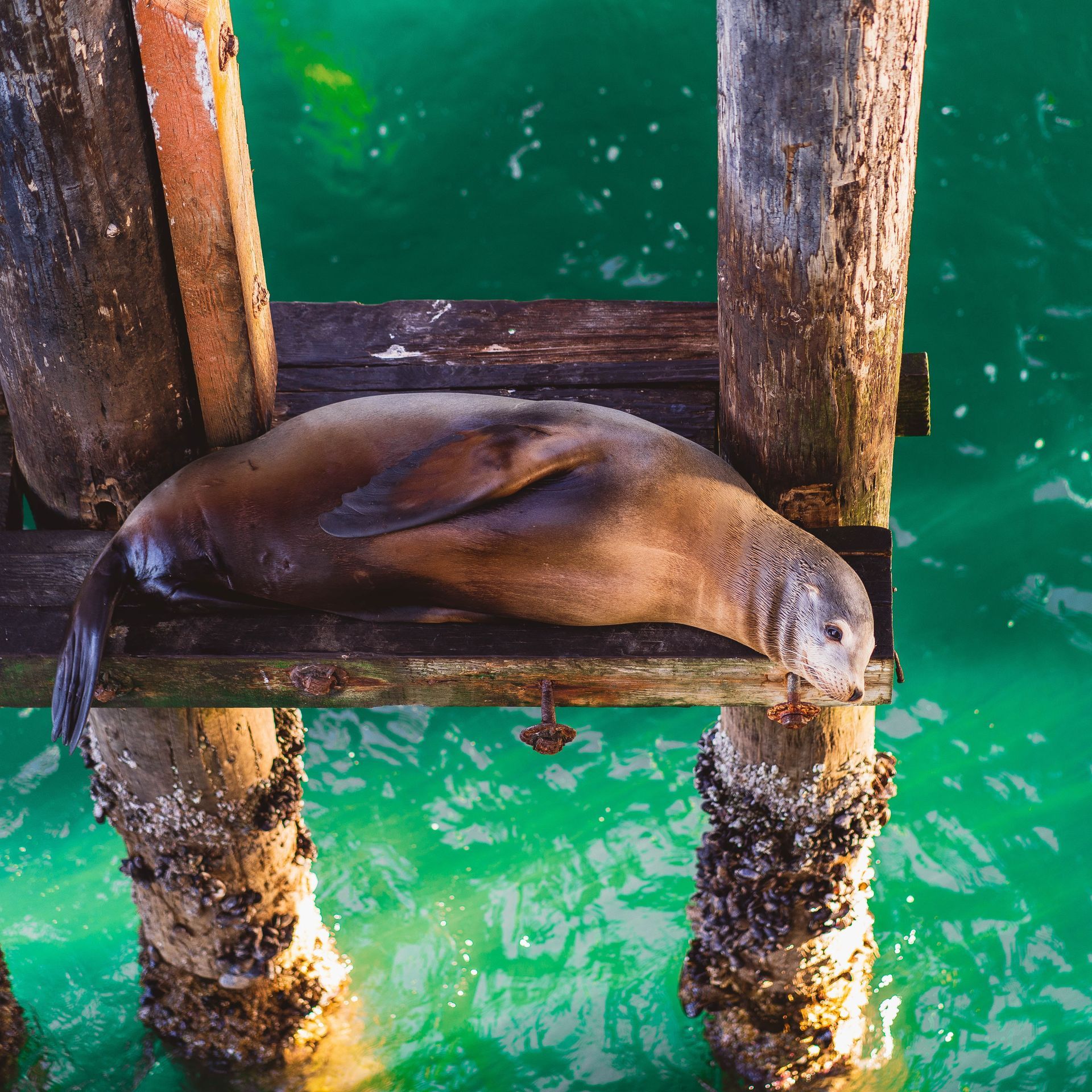 sea lion resting on a piece of wood below a wharf above the water