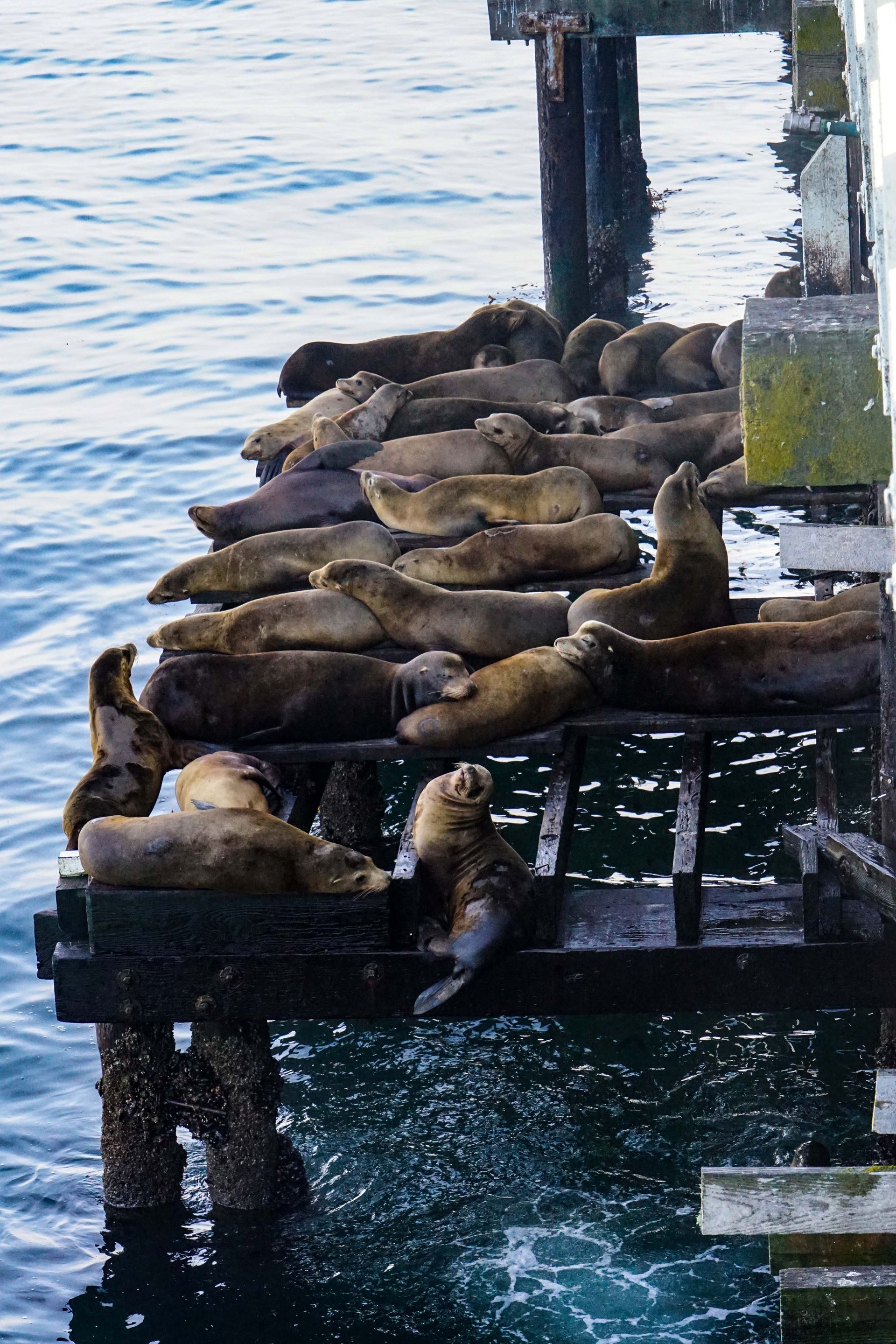 a group of sea lions laying on pilons underneath the wharf above the water