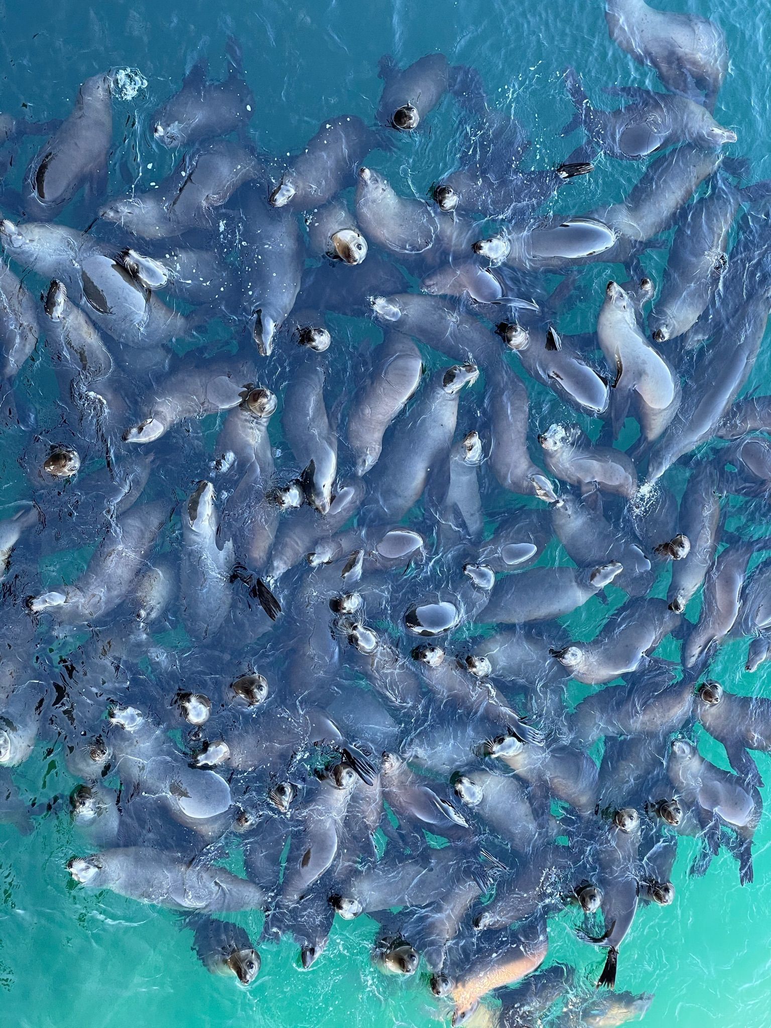 large group of sea lions bunched together in the water below the Santa Cruz Municipal Wharf