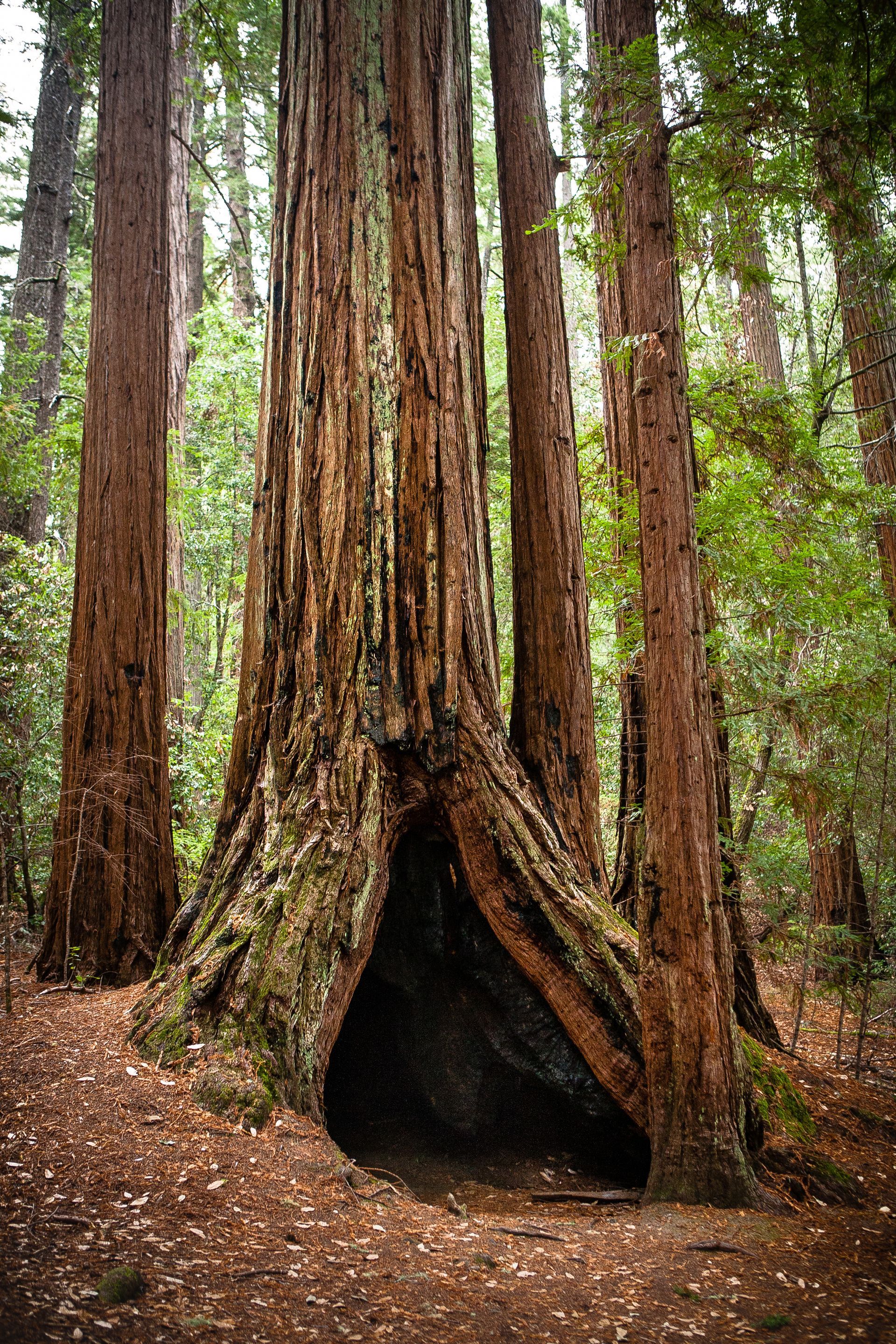 redwood tree with a  cave-like opening in its trunk  in the middle of a redwood forest