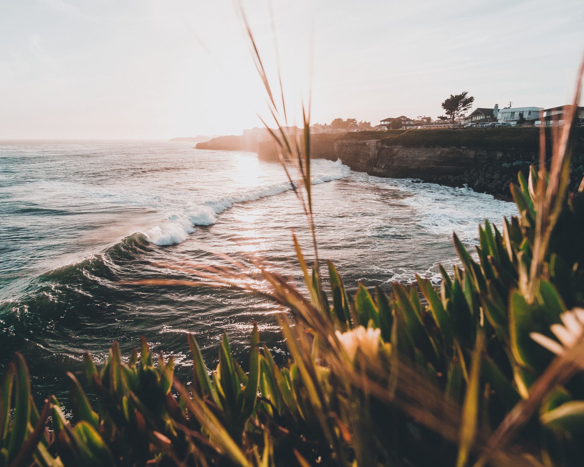 ocean waves viewed from the cliffs above through ice plant and foxtails with a houses across the water on the opposite cliff