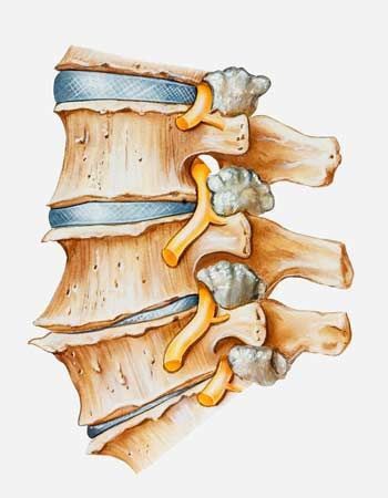 illustration of spine