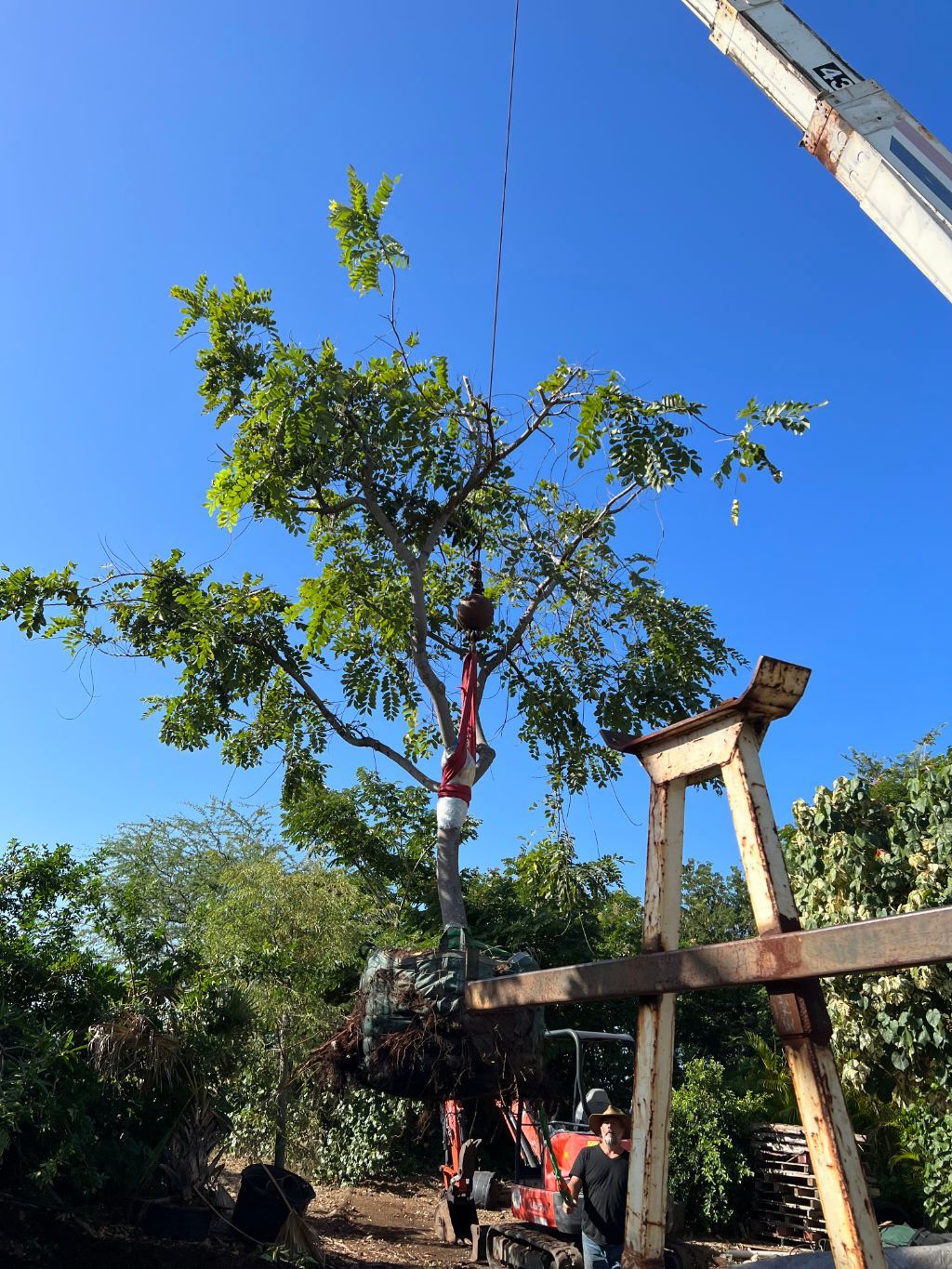 Landscaper installing a large tree is being lifted by a crane