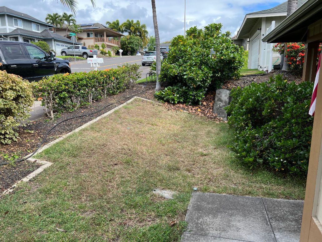 Before of a lawn with a lot of dead grass and bushes in front of a house.