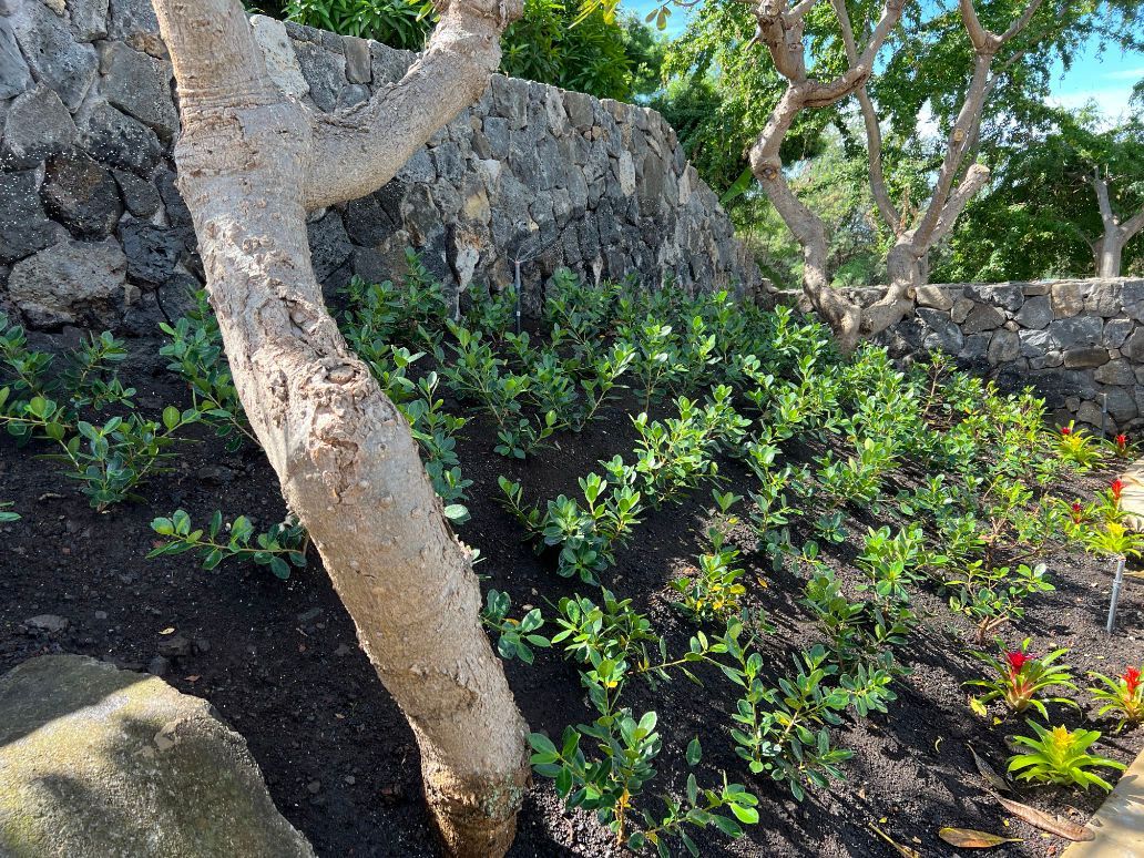 Finished landscape project showing a tree is growing in a garden next to a stone wall.