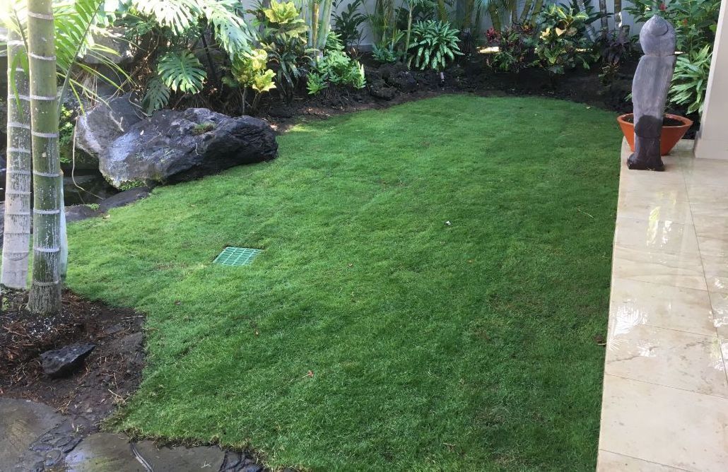 Lawn installation showing a lush green lawn in a backyard with a statue in the background.