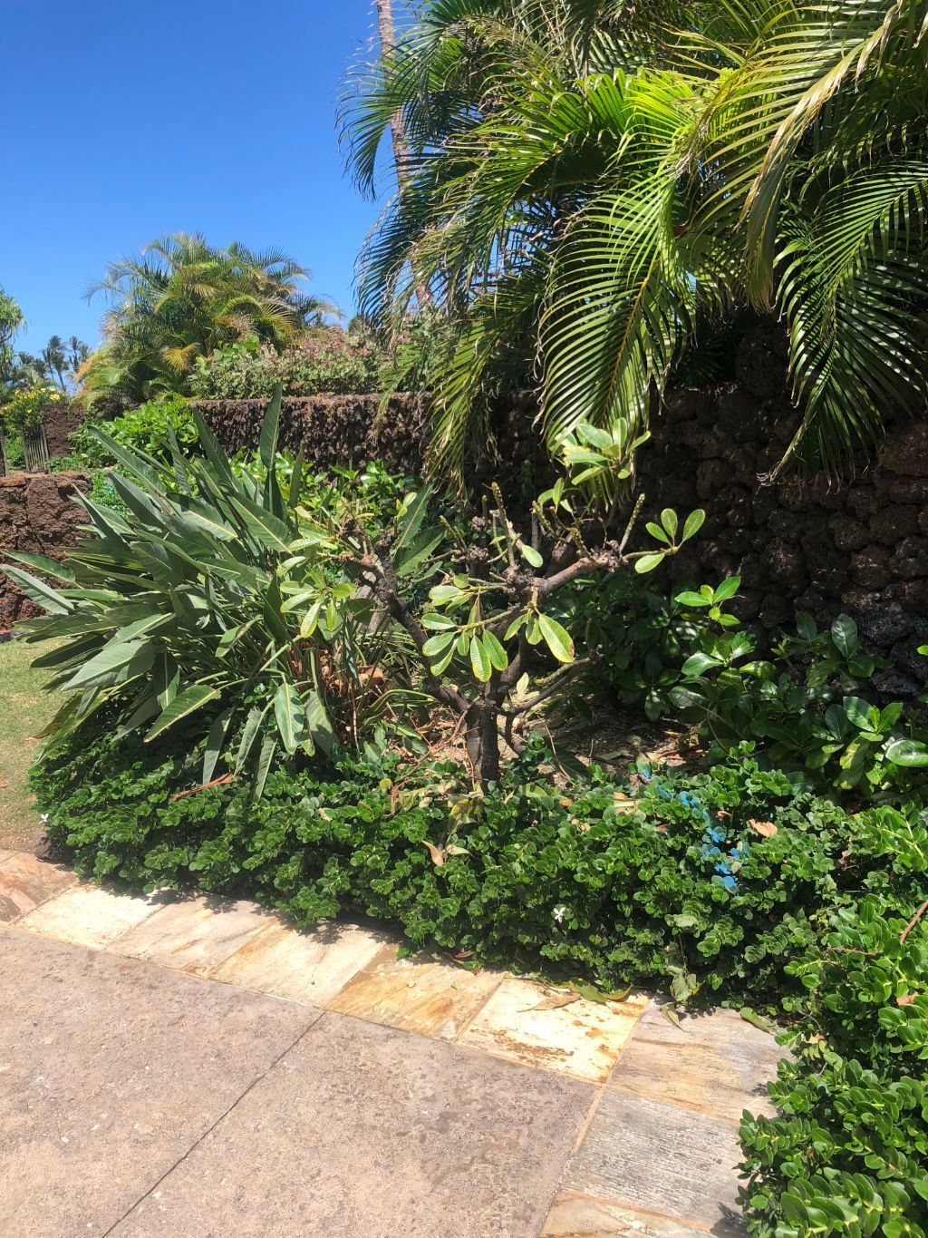 Landscape project showing a lush green garden with a stone wall and palm trees