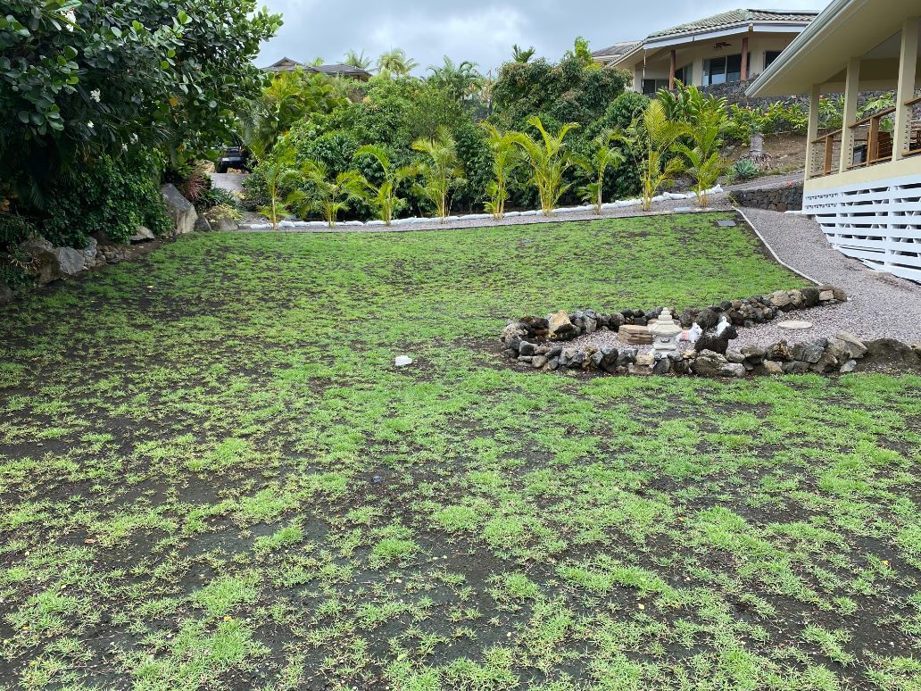 A large lush green field with a house in the background for sprinkler system and lawn installation project.