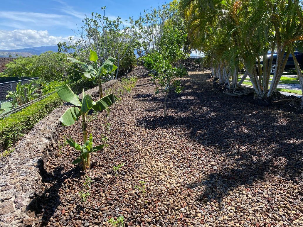 landscape installation project with row of trees and shrubs growing on top of a pile of mulch.