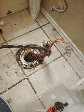 Toilet drain being unclogged with a plumbing snake. Root ball is pulled out from drain.