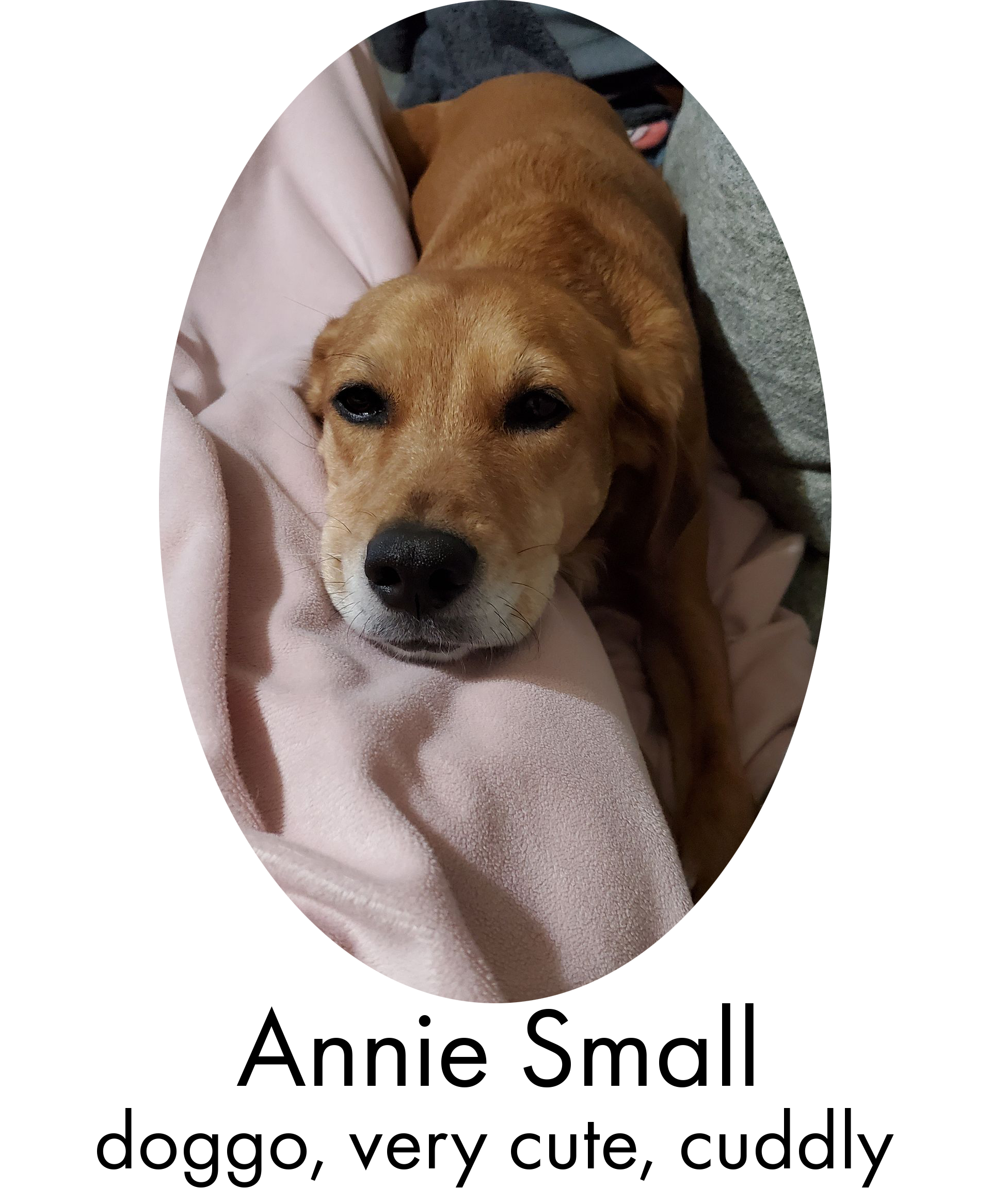 a picture of our dog Annie laying on a blanket and looking very sleepy