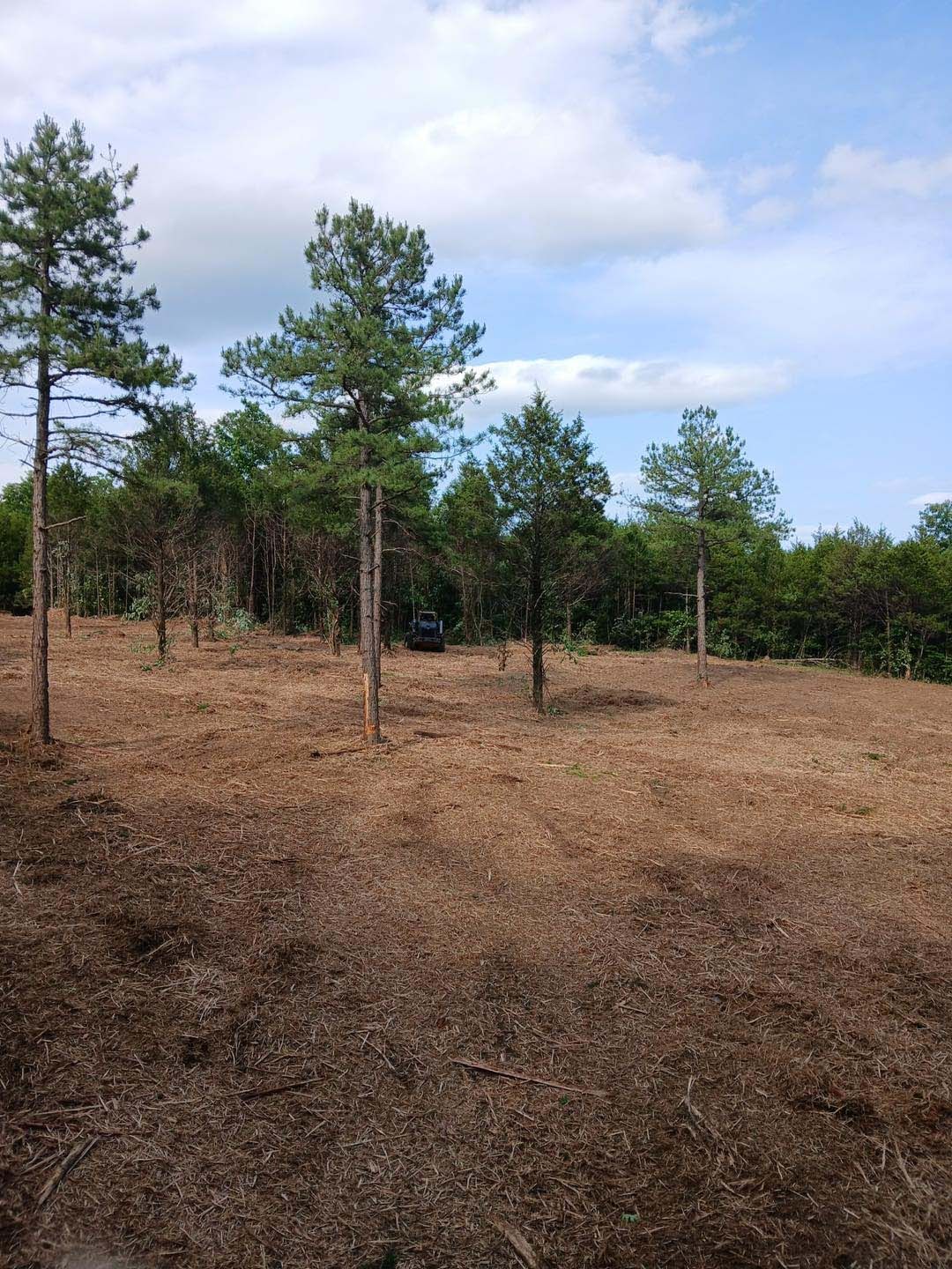 A field filled with trees and mulch on a sunny day