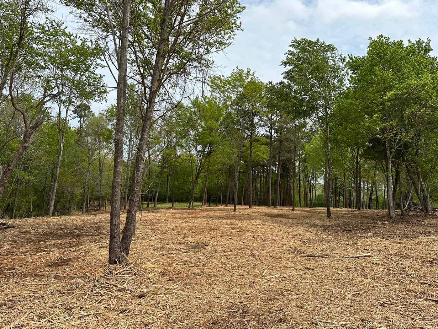 A field with trees in the background and a lot of leaves on the ground