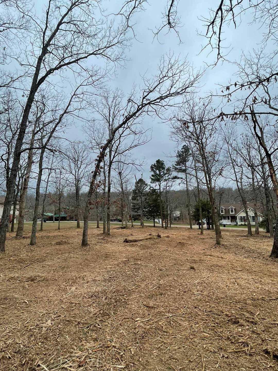 A group of trees without leaves in a field with a house in the background