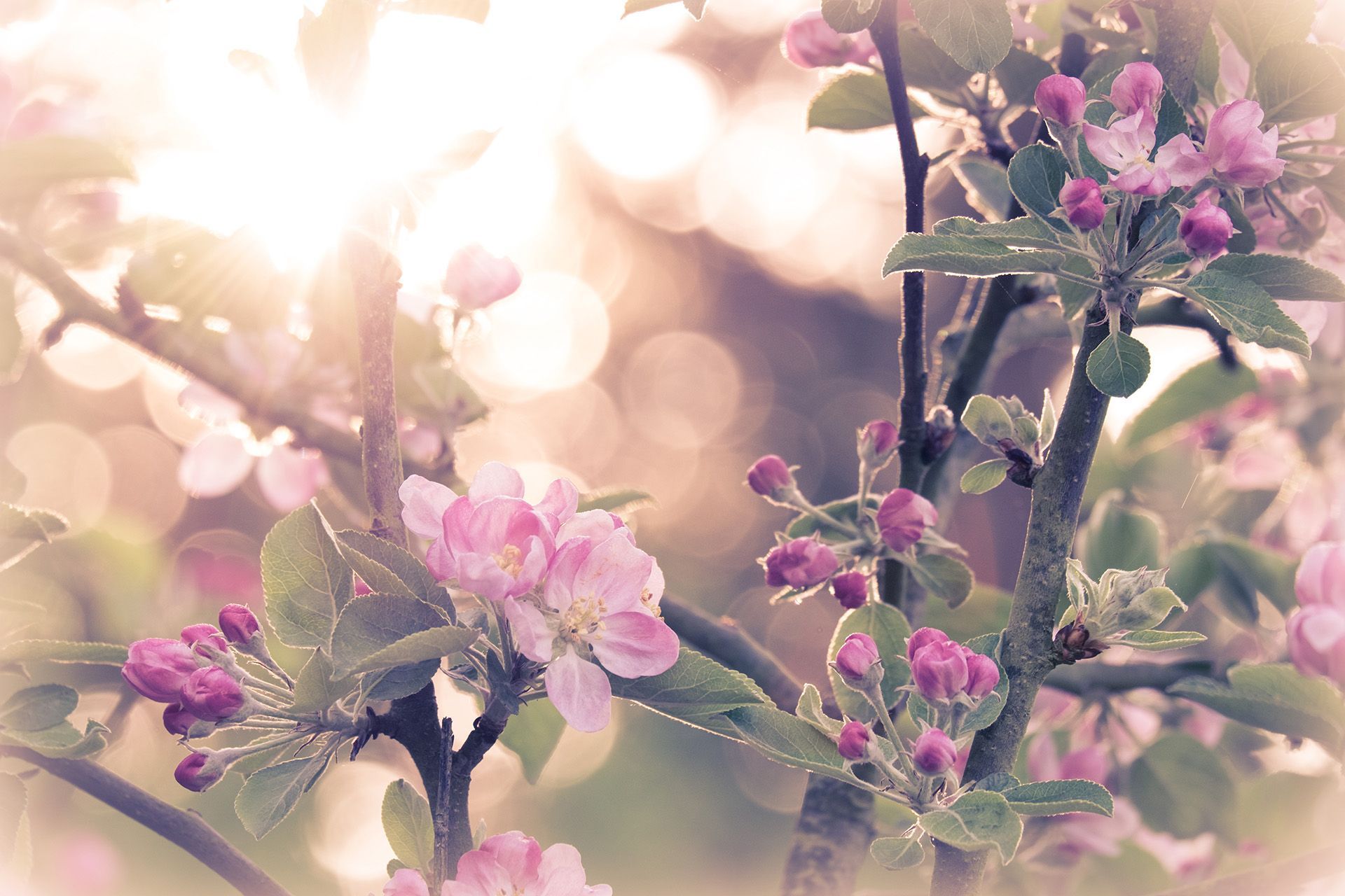 Send Flowers