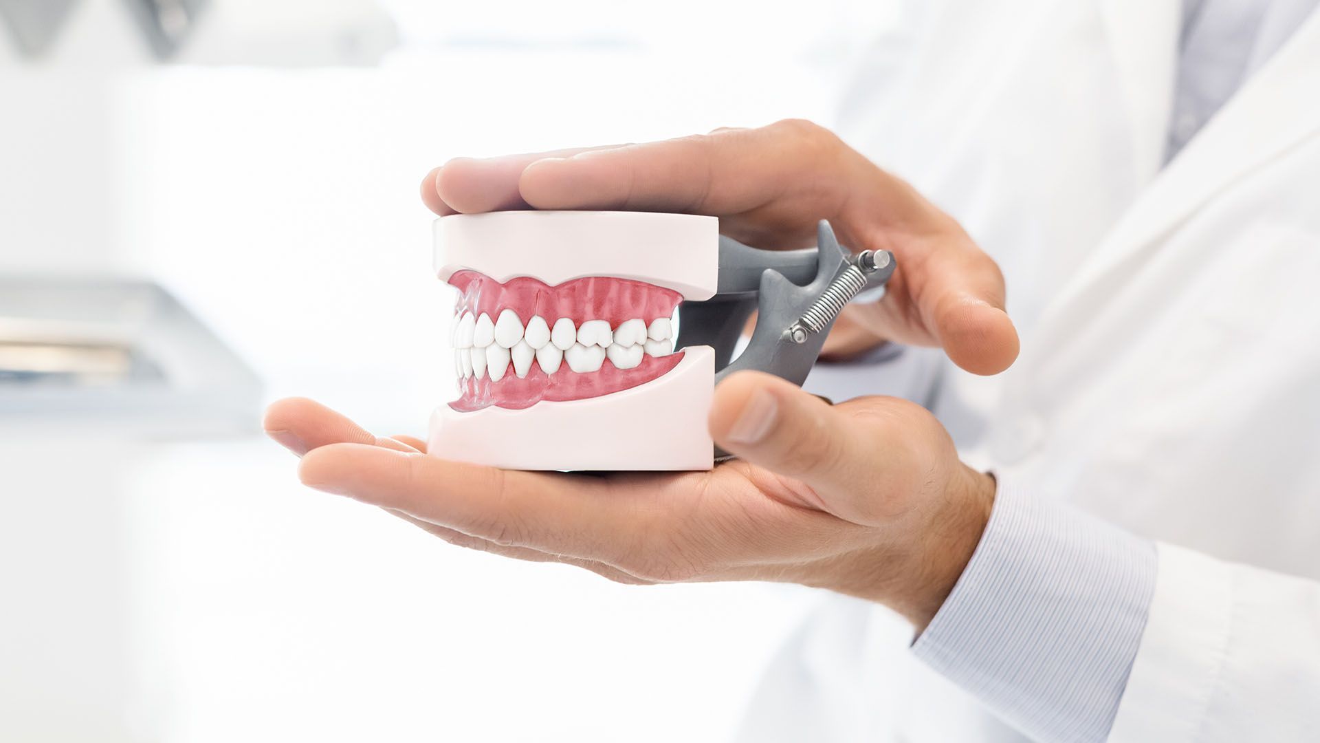 A dentist holding a model of human teeth in a white lab coat.