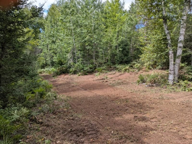 Cleared dirt area in a forest with trees and vegetation in the background. Sunlight on the ground.