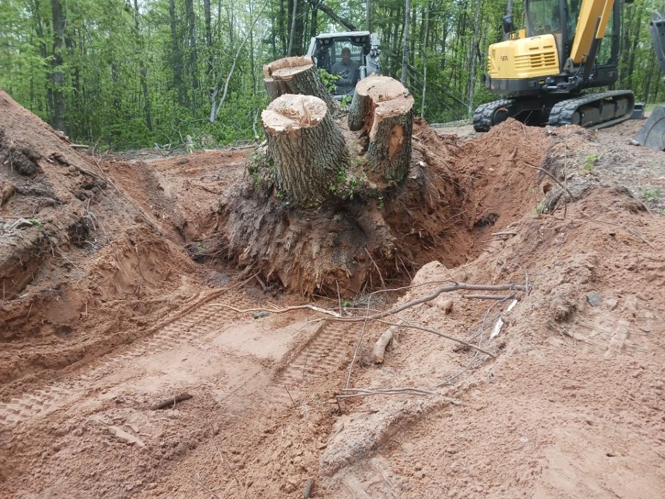 Large tree stump being excavated by heavy machinery, dirt surrounding.