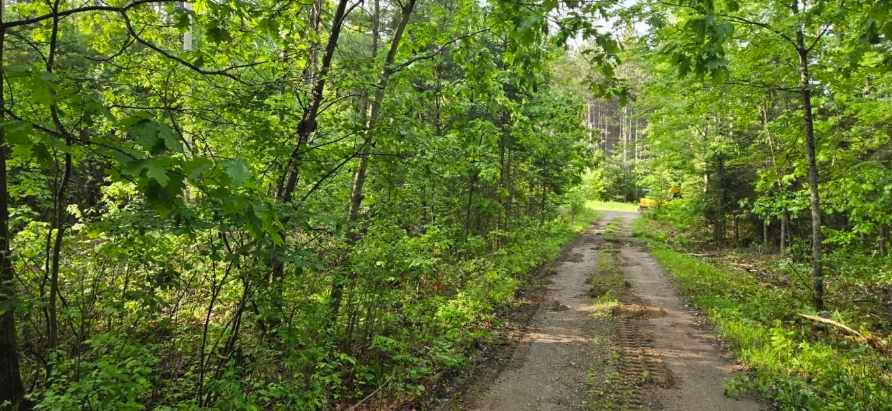 Dirt road through a lush green forest, sunlight dappling the path and foliage.