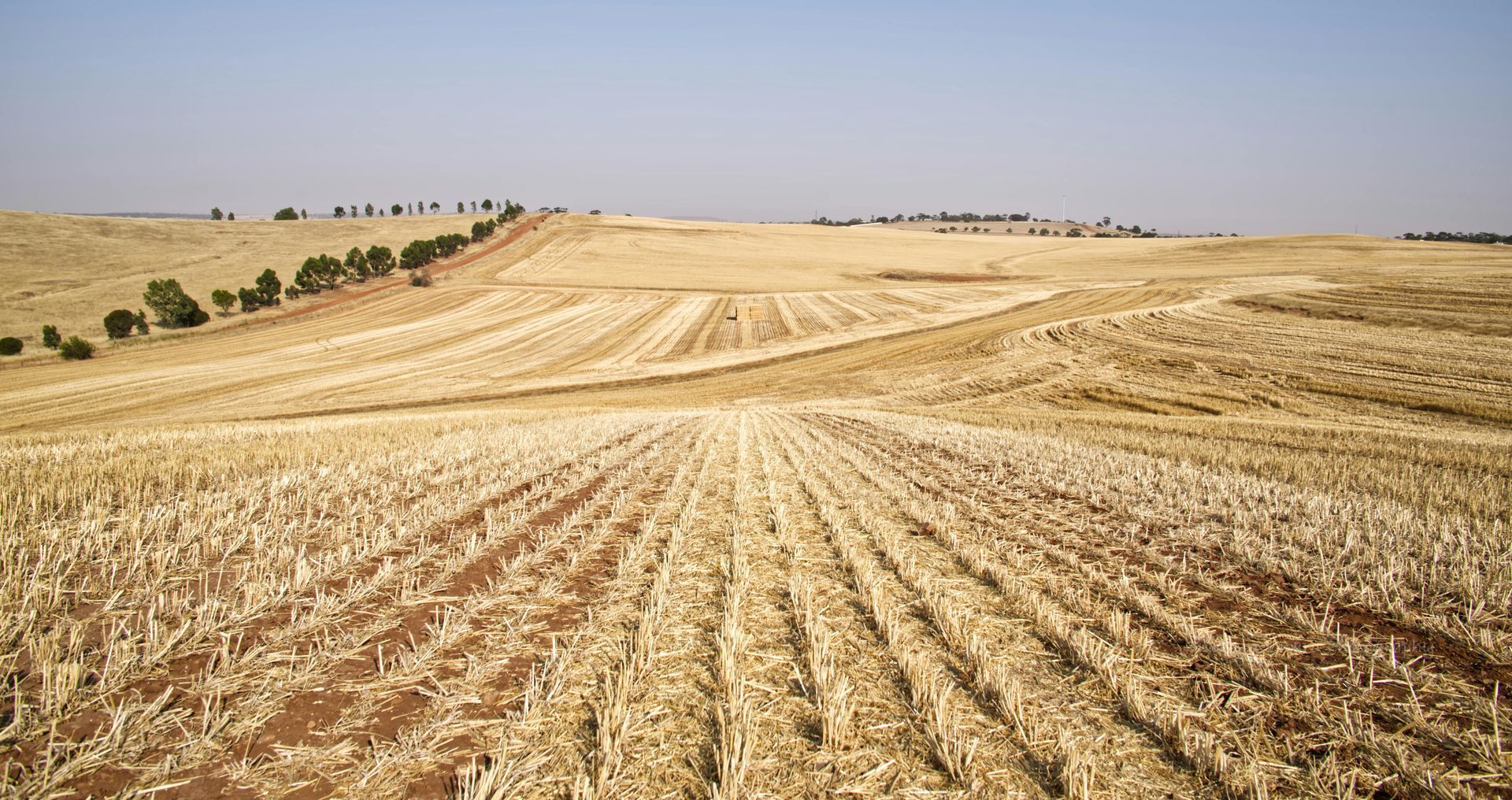 Field of harvested crops under a clear blue sky; rows of stubble stretch to the horizon.