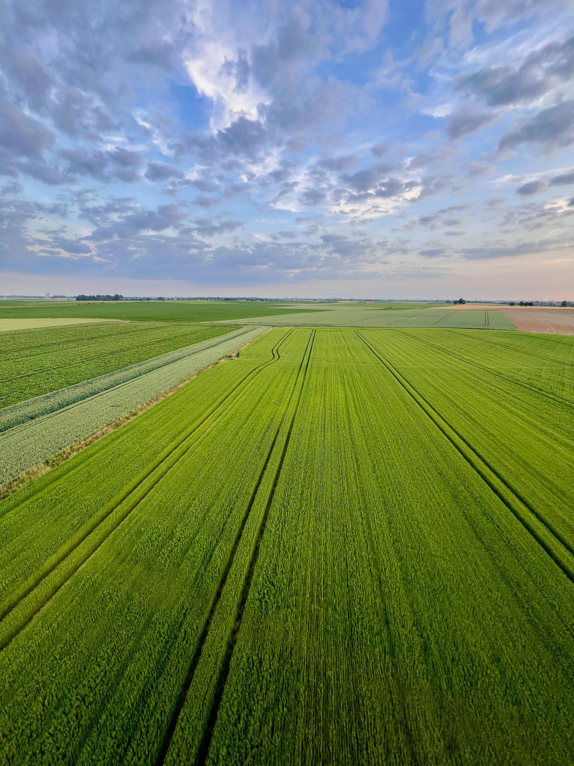 Green field with long, straight rows under a cloudy sky.